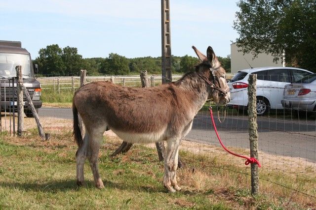 2015-07-06 rando anes (3).JPG